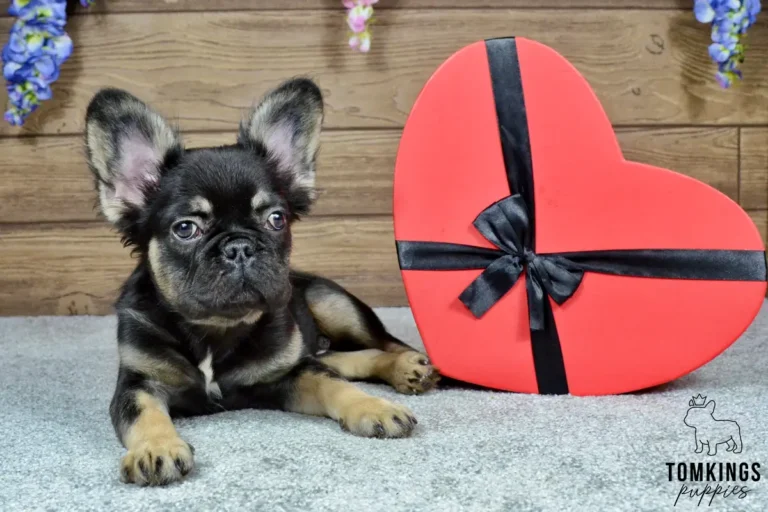 Kayce, a black and tan French Bulldog puppy, beside a heart-shaped gift box