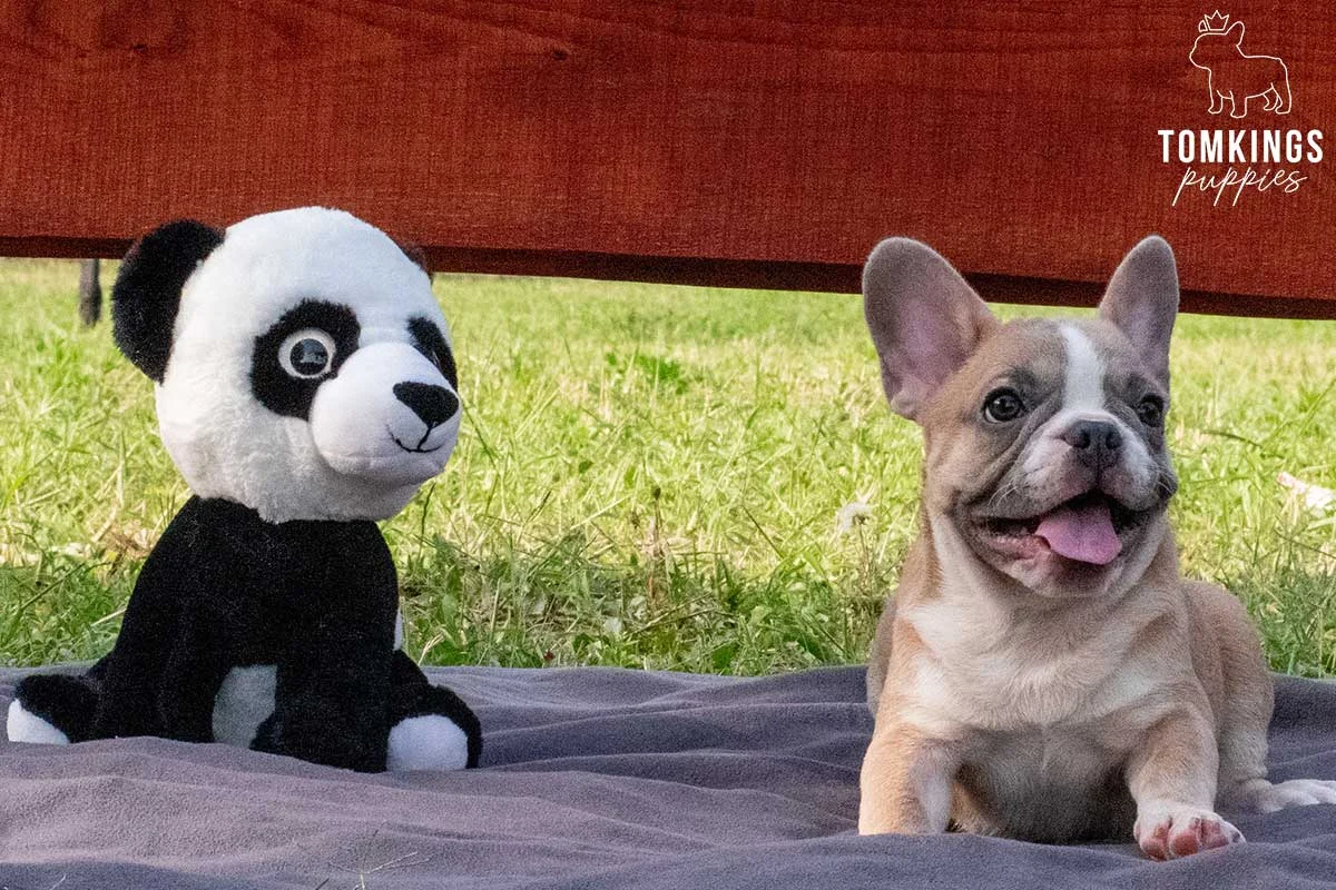 Fawn and merle French Bulldog puppy sitting on a blanket next to a panda stuffed toy