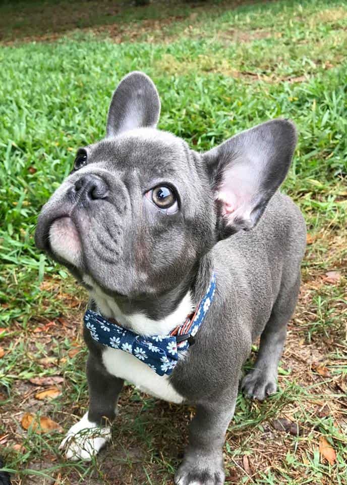 This is why Frenchie parents love Tomkings Puppies - TomKings Blog