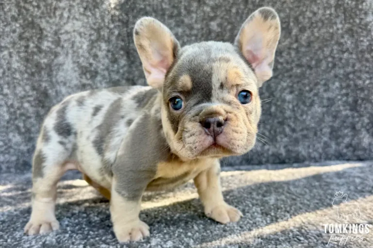 A blue merle and tan French Bulldog puppy named Knox stands on a gray textured surface, looking at the camera with bright blue eyes.
