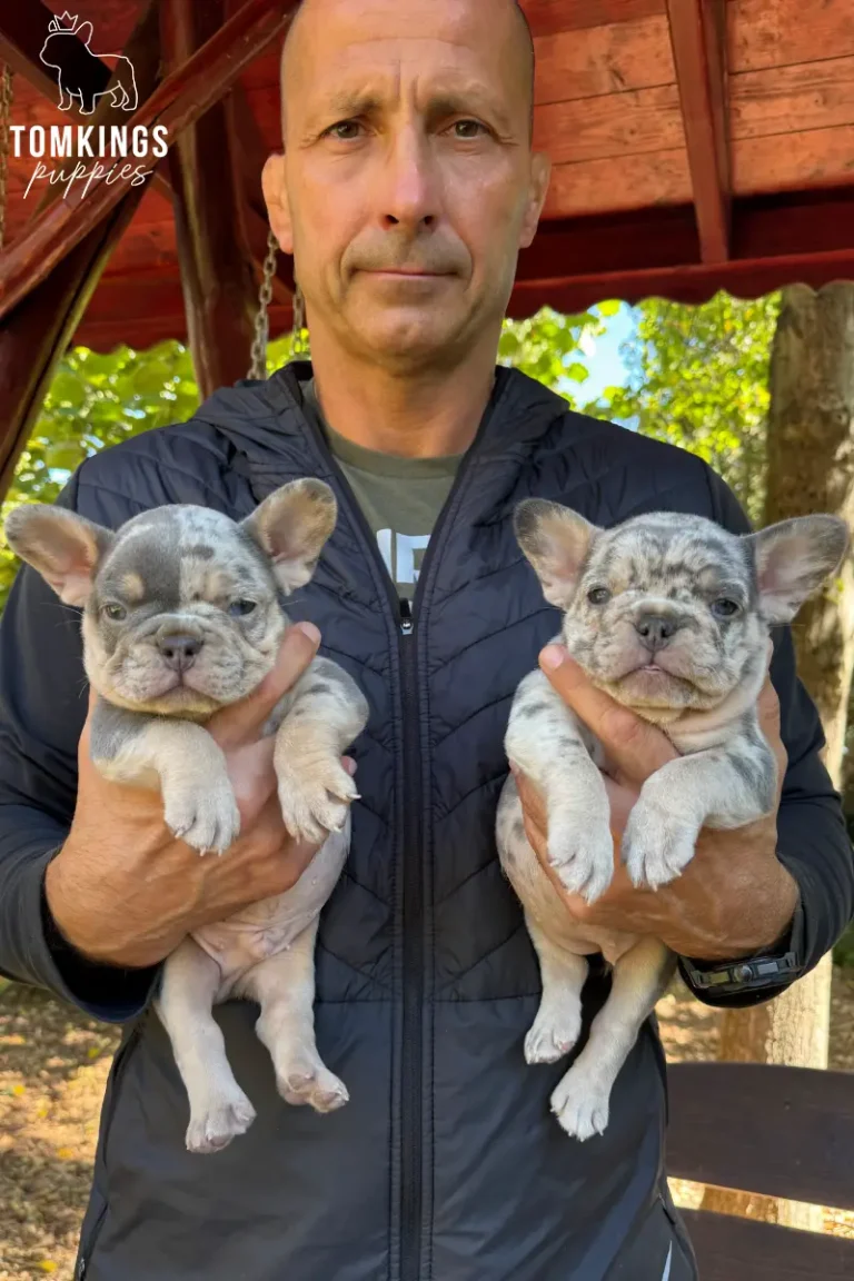 A man holds two adorable blue merle and tan French Bulldog puppies, both looking towards the camera in an outdoor setting.