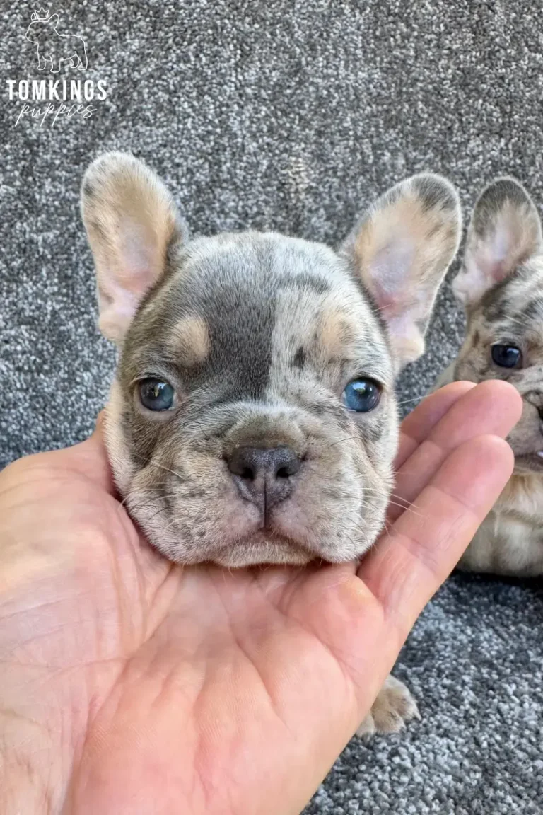 Close-up of a blue merle and tan French Bulldog puppy, Knox, with bright blue eyes, resting his head in an open hand.