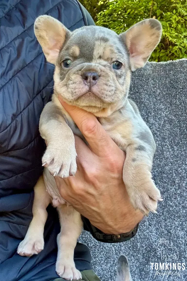 A blue merle and tan French Bulldog puppy named Knox is held upright, looking calmly at the camera with light blue eyes.