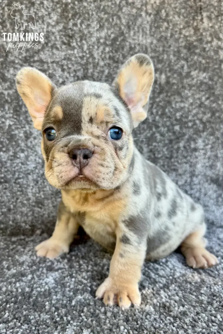 A blue merle and tan French Bulldog puppy named Knox sits on a grey blanket, looking directly at the camera with his bright blue eyes.
