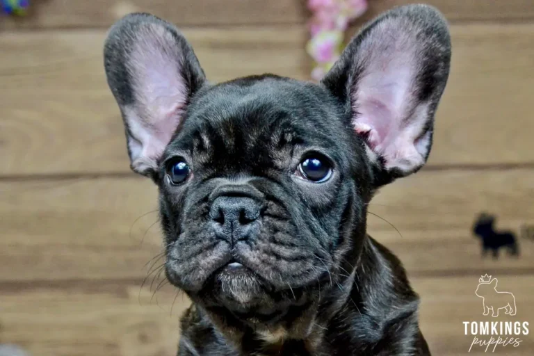 Black French Bulldog puppy sitting indoors with a small white chest patch.