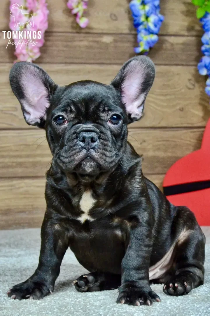 Close-up portrait of a black French Bulldog puppy with large upright ears.