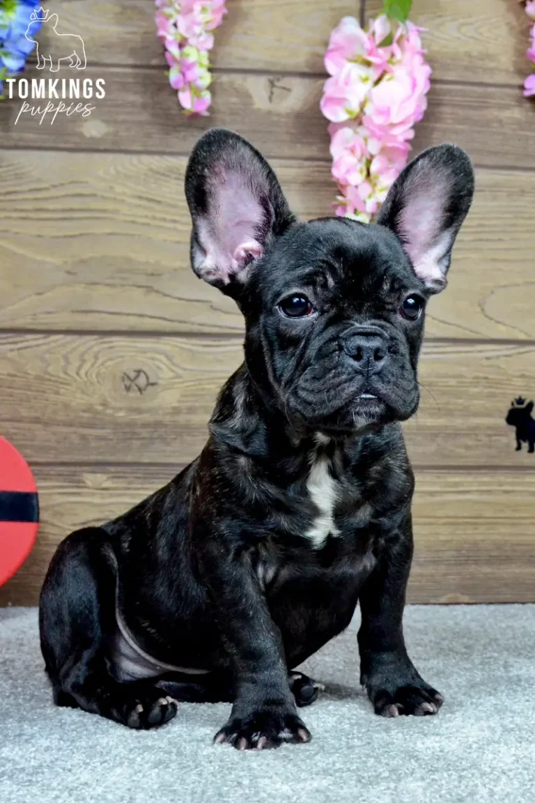 Leo, a black French Bulldog boy with a white chest marking, sitting indoors beneath pink flowers and looking at the camera.