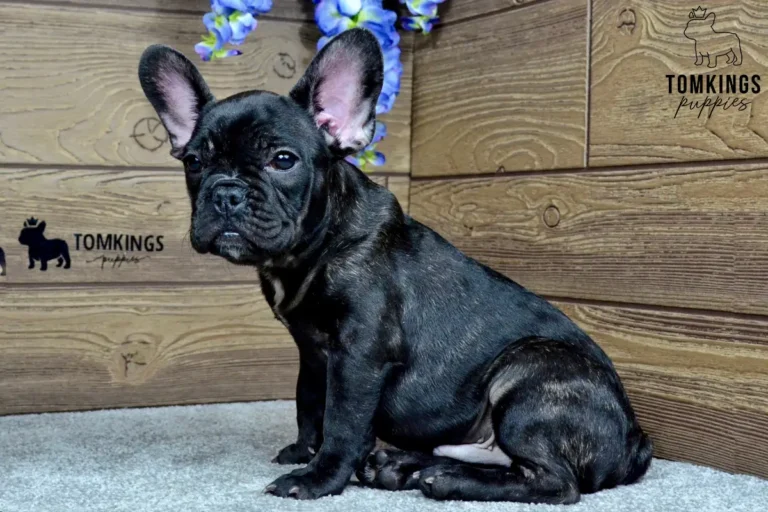 Leo, a black French Bulldog boy, sitting in three-quarter profile in front of a wooden TomKings Puppies backdrop.