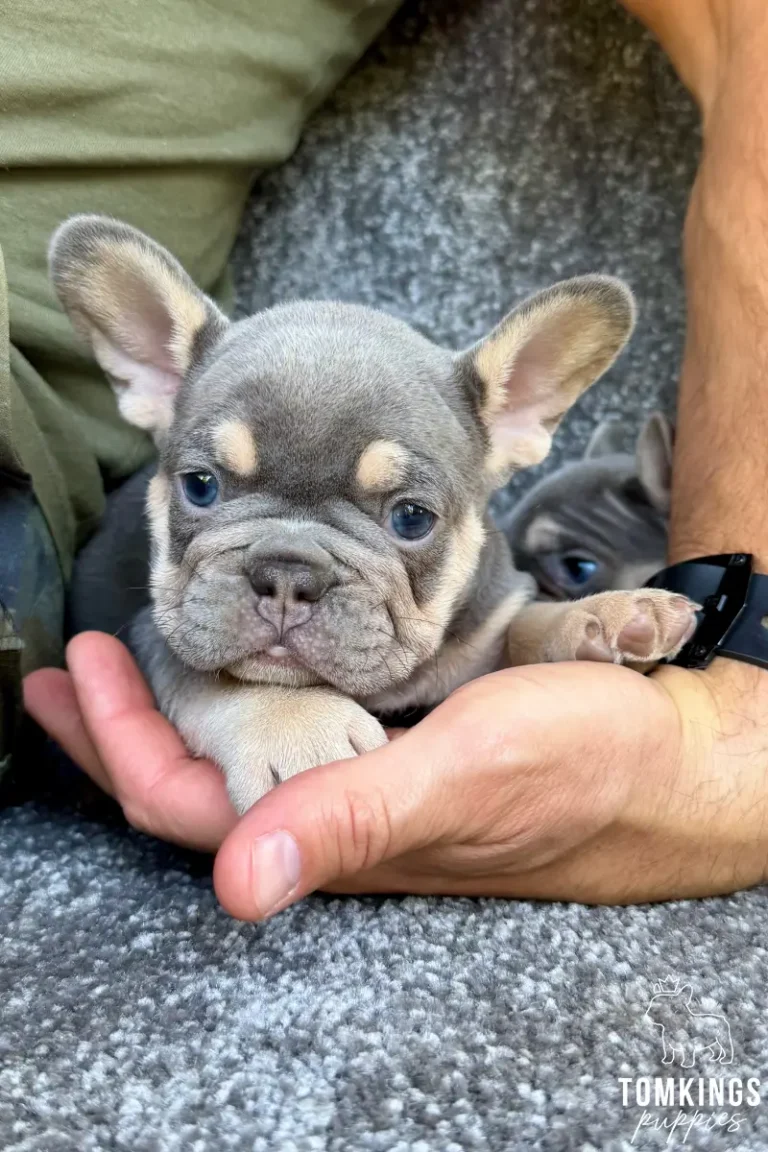 A lilac and tan French Bulldog puppy, Lewis, rests in a person's hands, looking forward with blue eyes. Tan markings are visible above his eyes and on his cheeks.