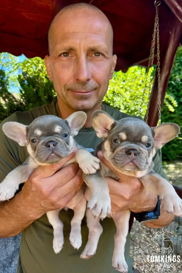 A man lovingly holds two lilac and tan French Bulldog puppies, including Lewis, outside under a red pergola.