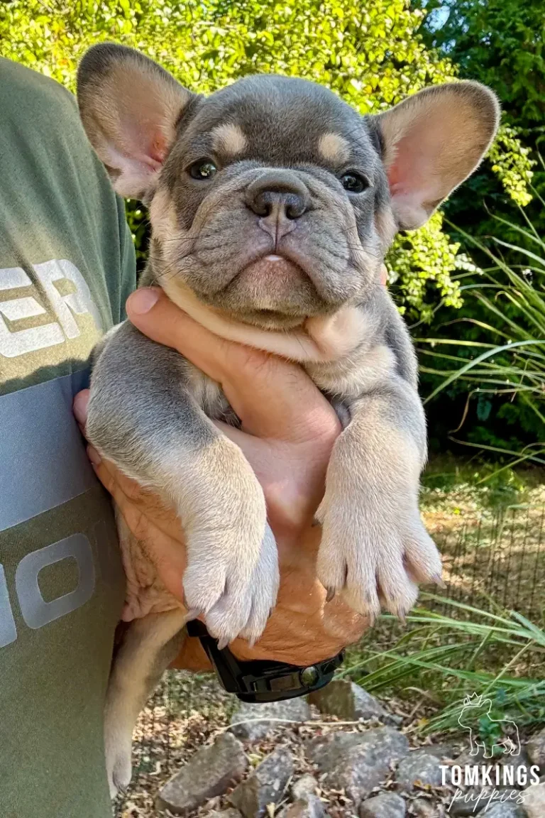 Lewis, a male lilac and tan French Bulldog puppy, is held upright by hands outdoors, looking directly at the camera.