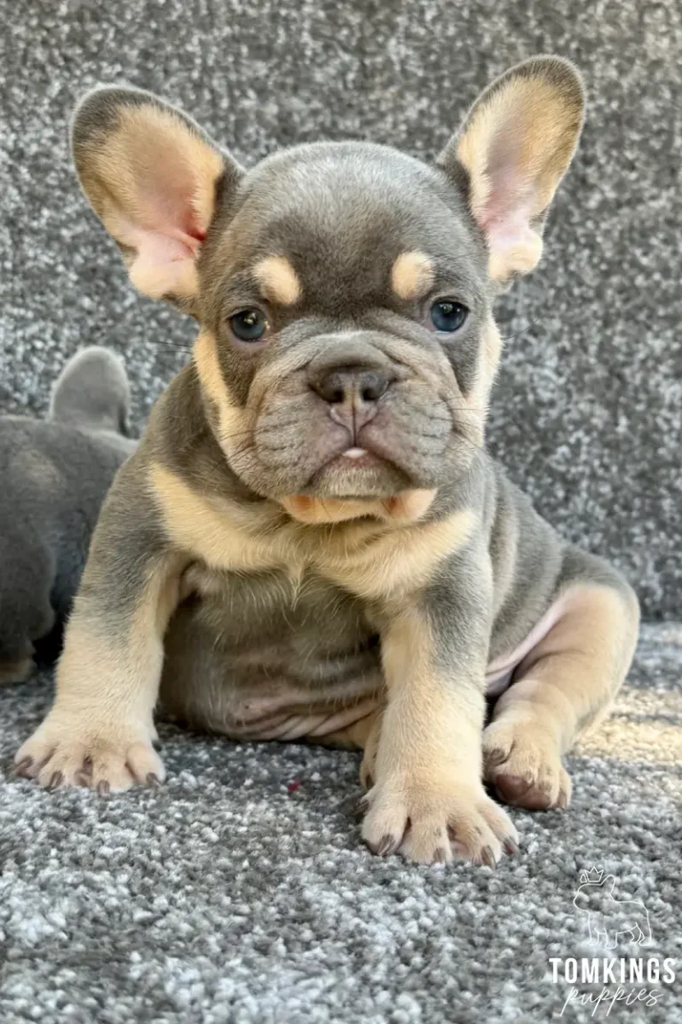 A cute male lilac and tan French Bulldog puppy named Lewis sits looking directly at the camera with bright blue eyes against a grey textured background.