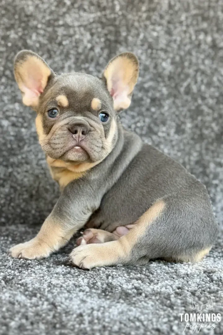 A lilac and tan French Bulldog puppy named Lewis sits on a gray carpet, looking directly forward with bright blue eyes.