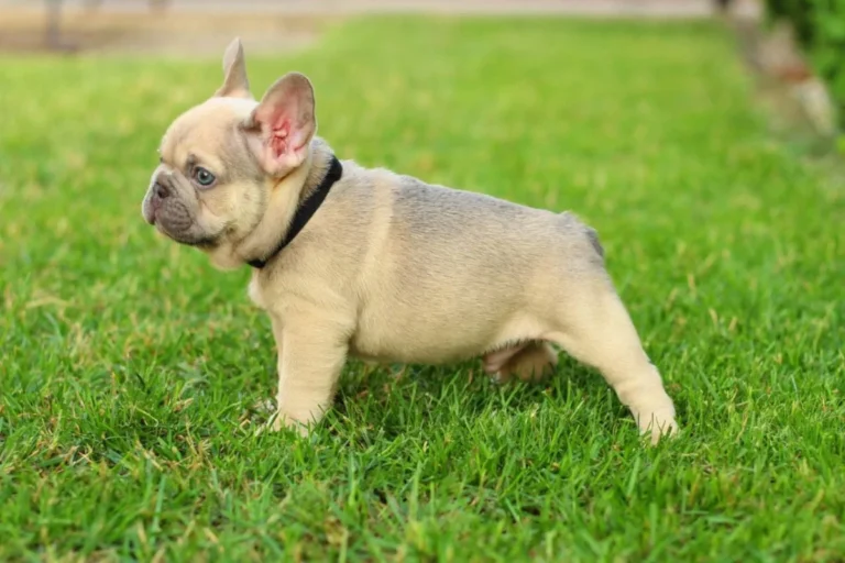 Lilac sable French Bulldog puppy standing on green grass.