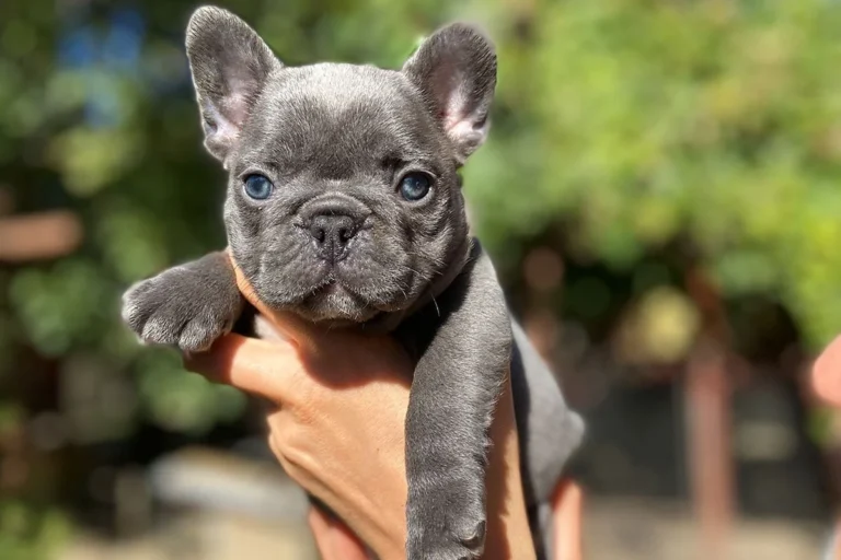 A lilac French Bulldog puppy being held outdoors in bright sunlight.