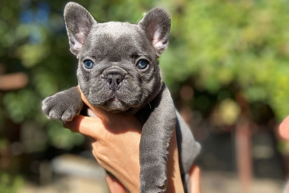 A lilac French Bulldog puppy being held outdoors in bright sunlight.
