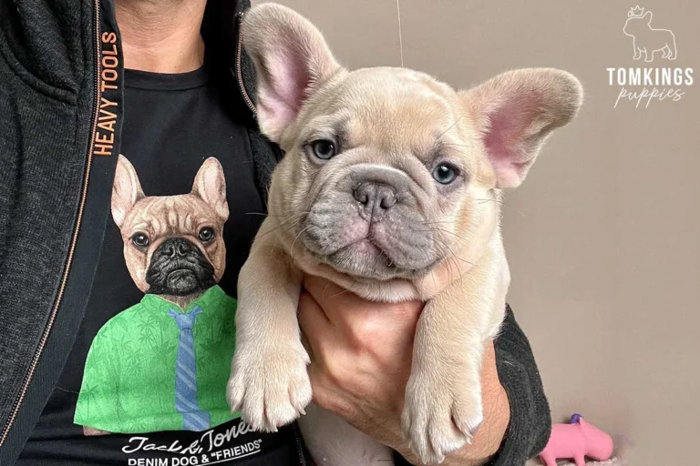 Lilac fawn French Bulldog puppy being held in someone's arms indoors.