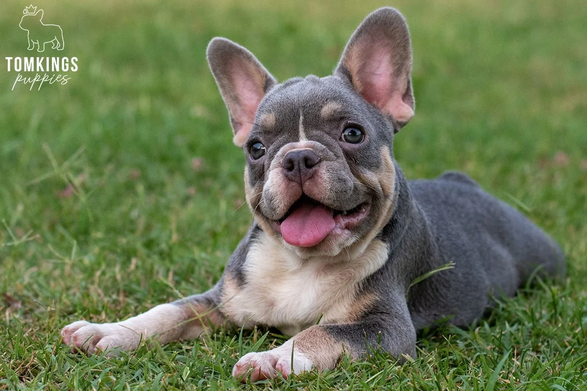 Blue and tan French Bulldog puppy lying in grass with its tongue out