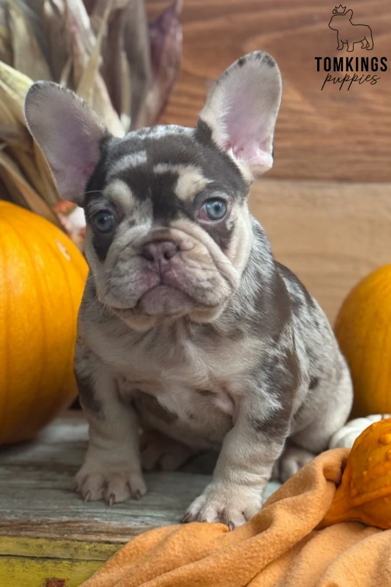 Lille, a female rojo merle and tan French Bulldog puppy, sits alertly with blue eyes among autumn pumpkins and corn stalks.