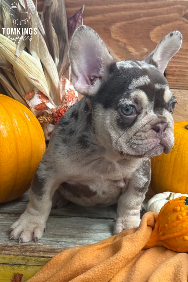 Lille, a sweet Rojo Merle and tan French Bulldog puppy, sits with curious blue eyes among autumn pumpkins and corn husks, draped by a soft orange blanket.