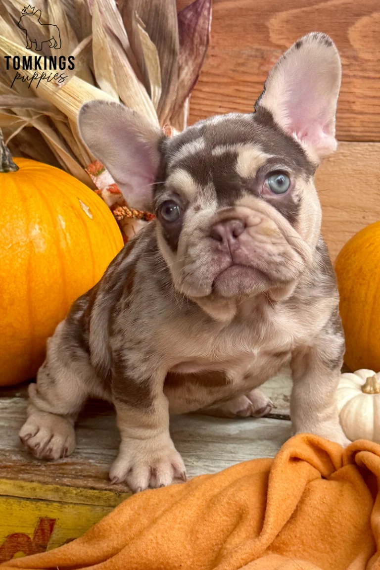 A female French Bulldog puppy named Lille with a rojo merle and tan coat sits among autumn pumpkins and corn husks, looking curious with bright blue eyes.