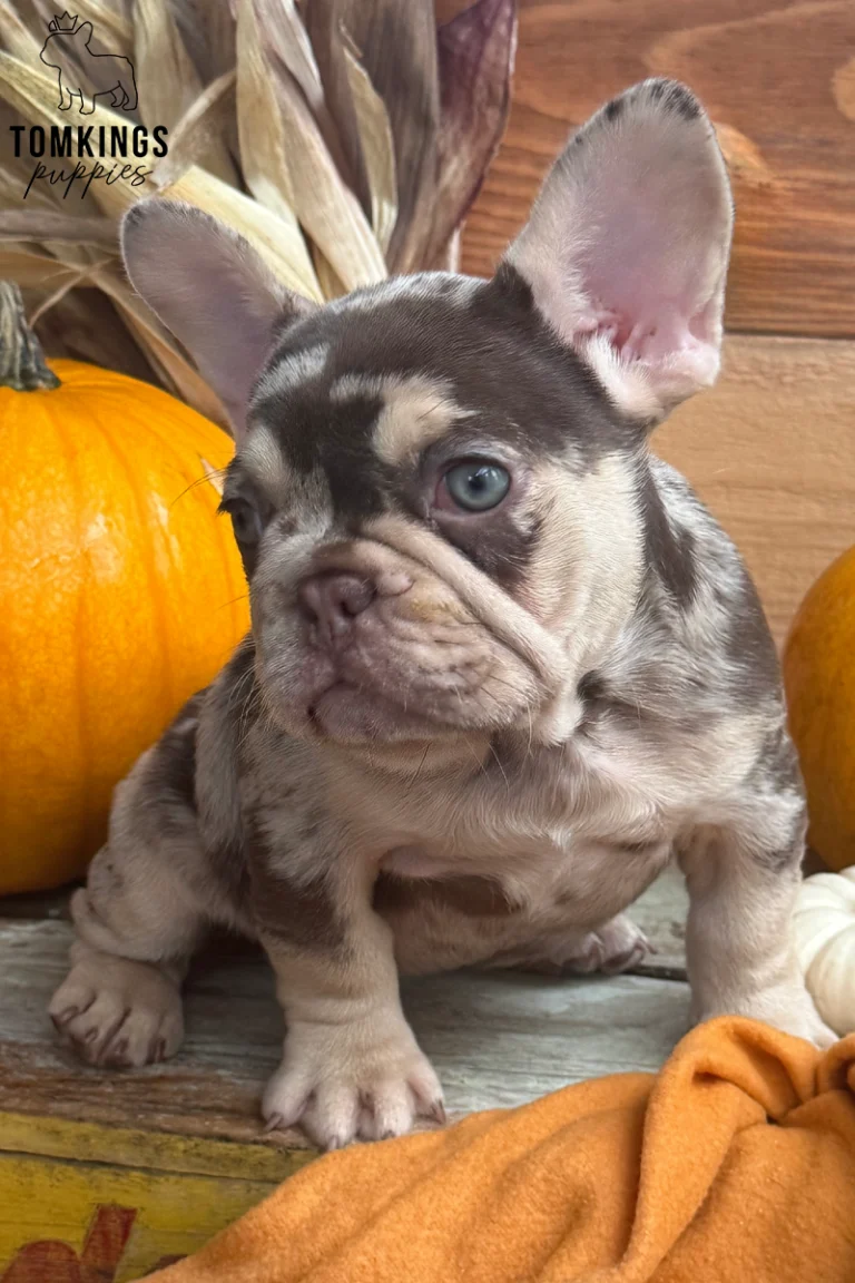 Lille, a female French Bulldog puppy with a striking rojo merle and tan coat and blue eyes, sits gently among autumn pumpkins.
