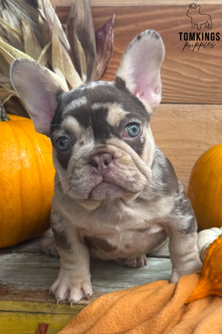 A female French Bulldog puppy named Lille with a rojo merle and tan coat and blue eyes sits among autumn pumpkins and corn stalks on a wooden background with an orange blanket.