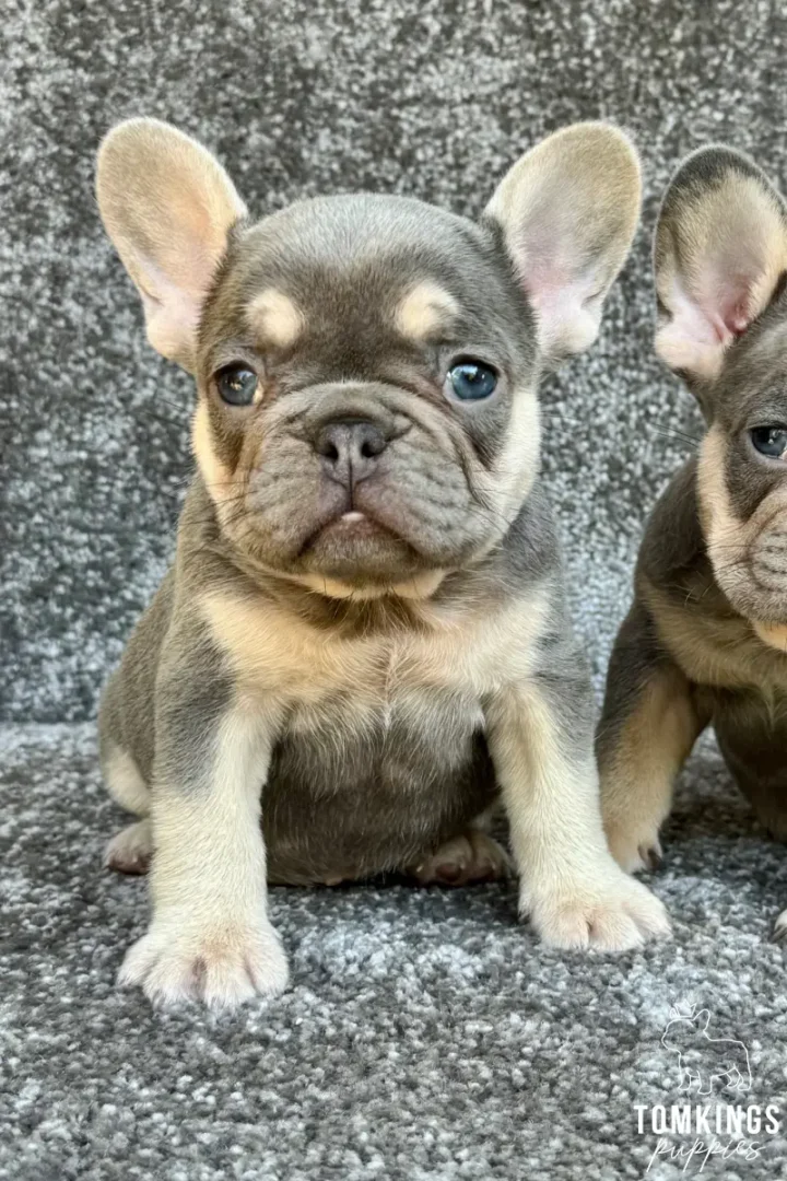 A lilac and tan French Bulldog puppy named Lula sits with alert blue eyes, front and center on a grey carpet.