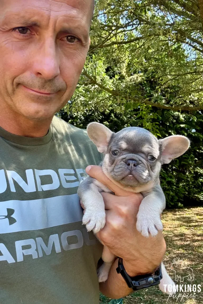A curious lilac and tan French Bulldog puppy, Lula, held by a man outdoors, looking sweetly at the camera.