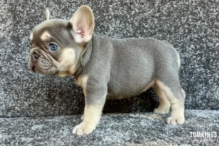 Lula, a lilac and tan female French Bulldog puppy, stands in profile on a grey textured carpet, looking left with bright blue eyes.