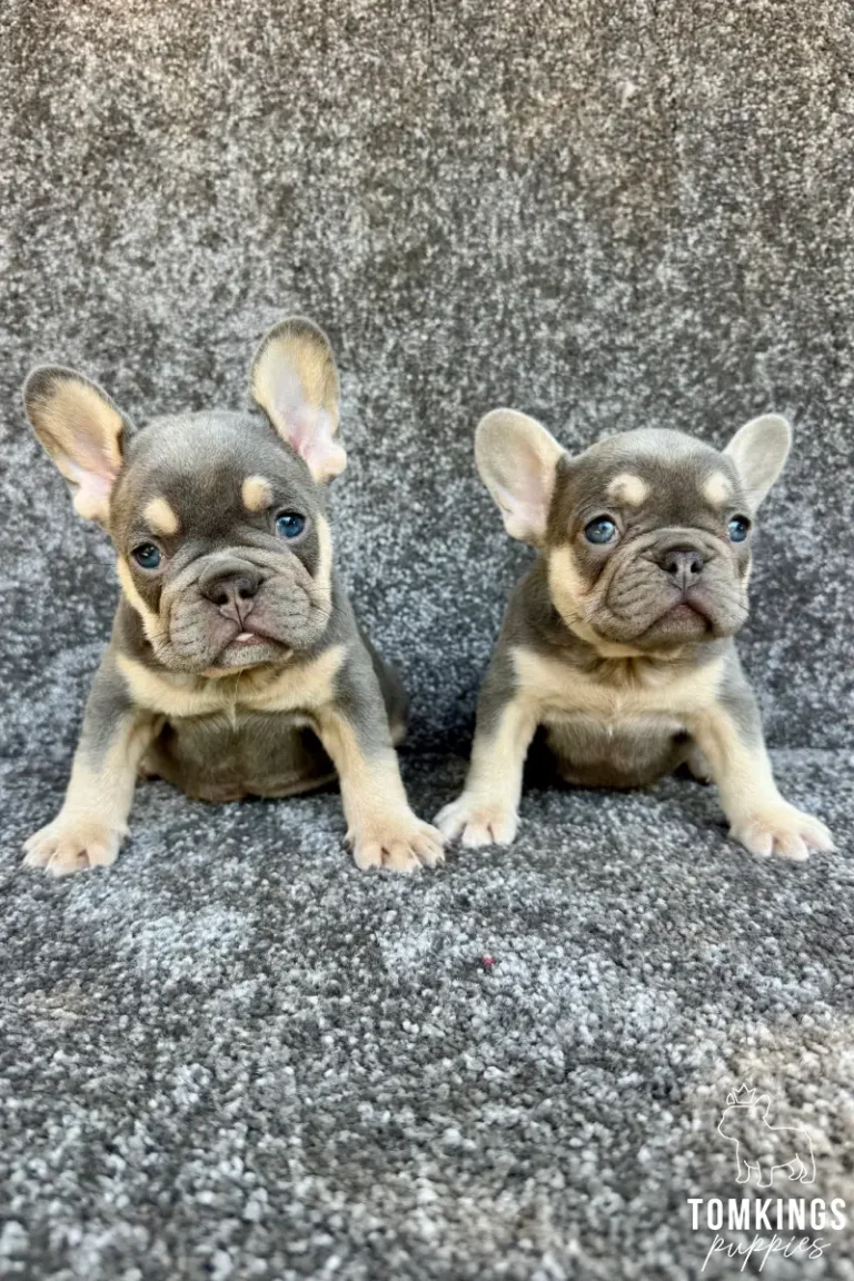 Two lilac and tan French Bulldog puppies with bright blue eyes sit looking directly at the camera on a grey carpet.