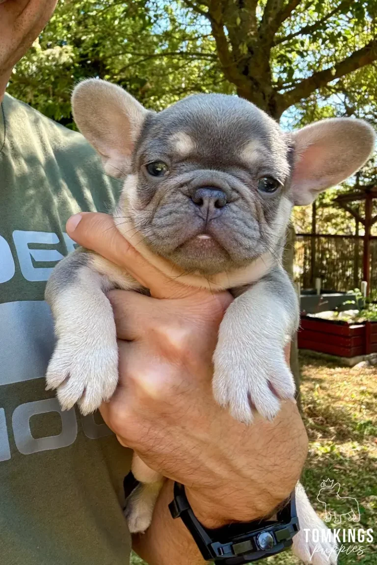 A lilac and tan French Bulldog puppy named Lula held in hands, looking at the camera outdoors. Her little light paws hang down.