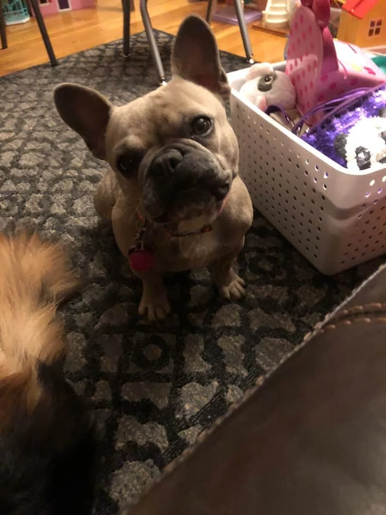 Fawn French Bulldog sitting on a patterned rug indoors