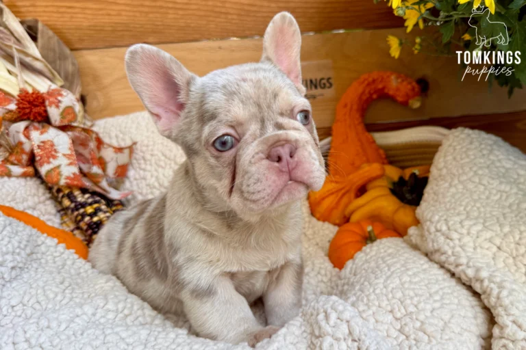 Lyon, a male new shade isabella merle and tan French Bulldog puppy, sits on a cream sherpa blanket with blue eyes, surrounded by fall decor.