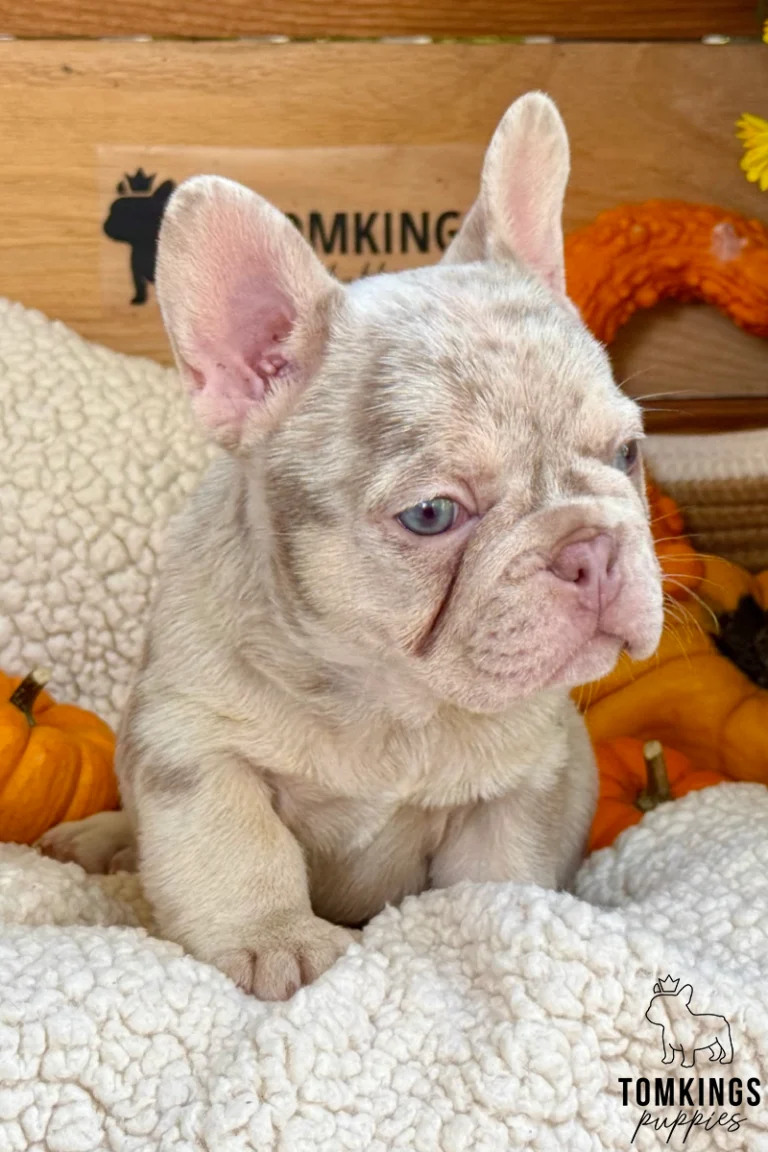 Lyon, an Isabella merle French Bulldog puppy with blue eyes, looking to the side while resting on a soft cream blanket with pumpkins in the background.