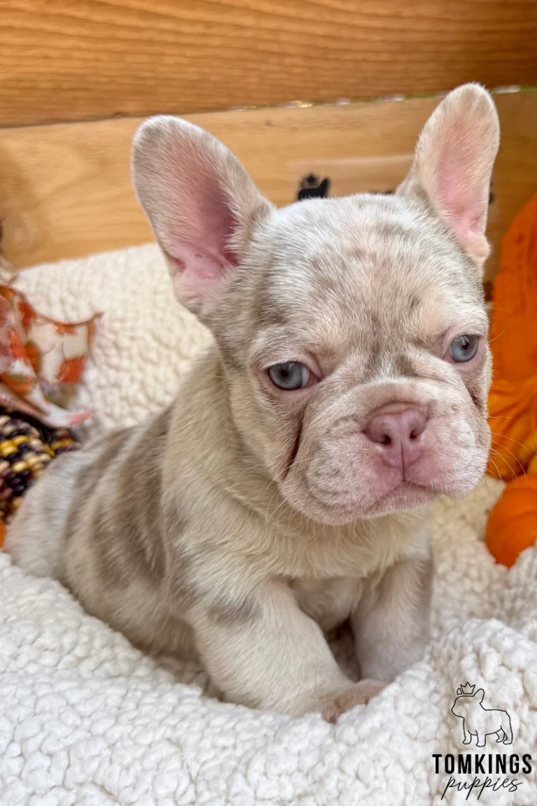 Lyon, a new shade isabella merle and tan Frenchie puppy, sits alertly on a white fluffy blanket, looking forward with bright blue eyes.