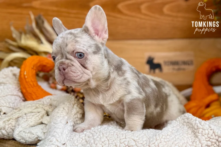 Lyon, an Isabella merle French Bulldog puppy with blue eyes and a marbled coat, standing on a cream blanket among autumn pumpkins.