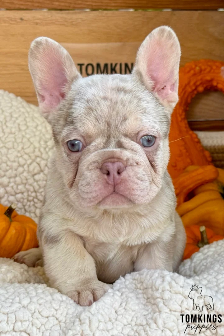 Lyon, an Isabella merle French Bulldog puppy with blue eyes and upright ears, resting on a fluffy cream blanket surrounded by autumn pumpkins.