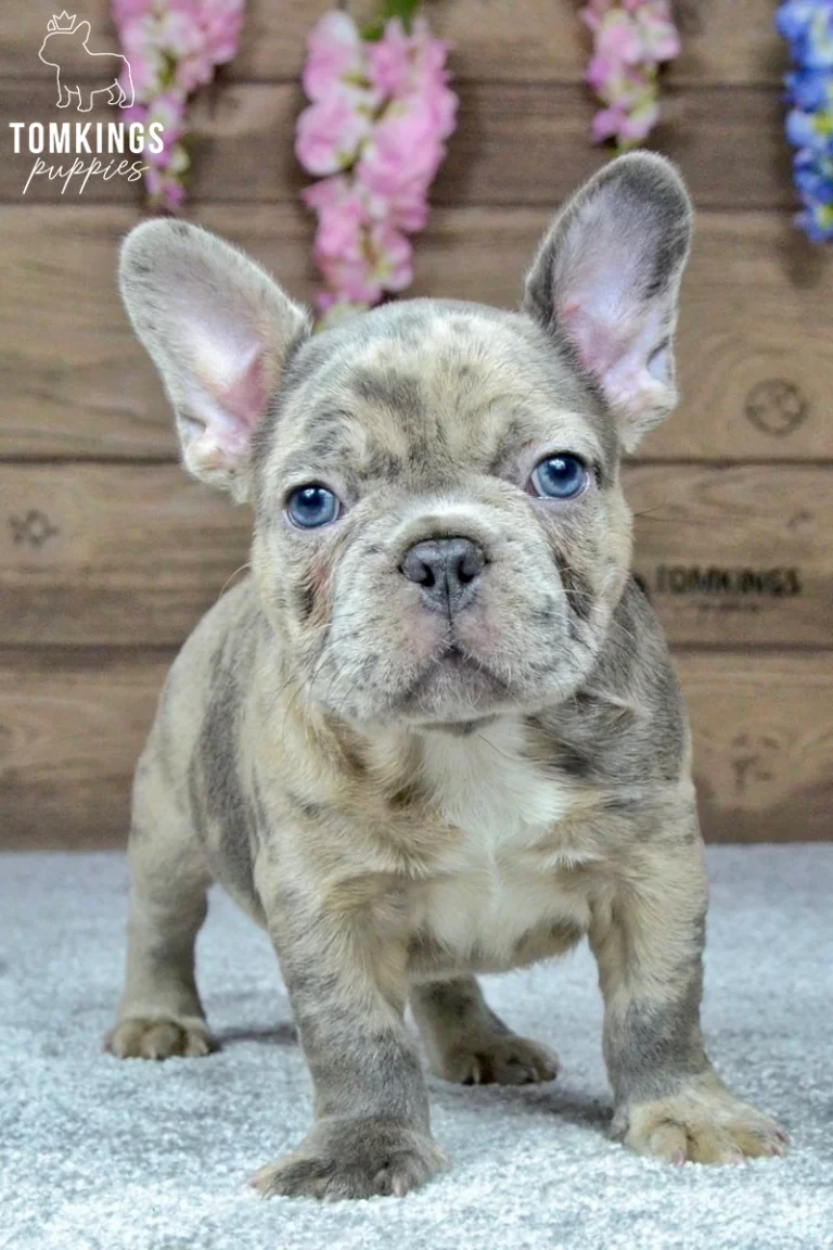 Blue merle French Bulldog puppy standing and looking at the camera with bright blue eyes and upright ears.