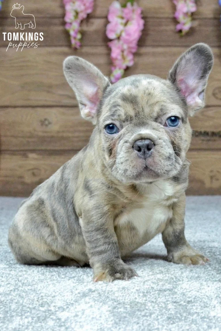 Blue merle French Bulldog puppy sitting on a gray carpet with blue eyes and a beautiful marbled coat.