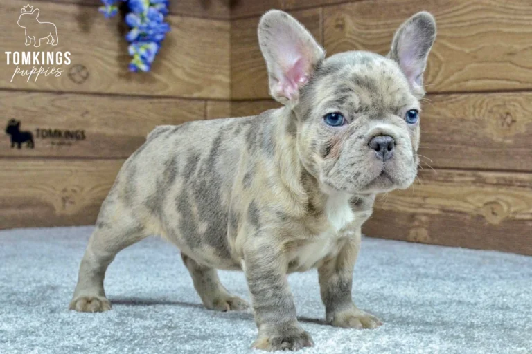 Full-body blue merle French Bulldog puppy standing sideways with blue eyes and distinctive gray merle markings.
