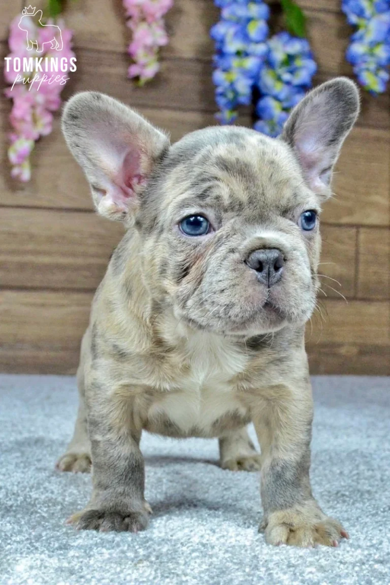 Close-up of a blue merle French Bulldog puppy with blue eyes and upright ears against a floral wooden backdrop.