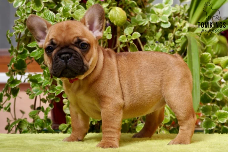 Mara, a red French Bulldog puppy, stands on a green surface, wearing a red collar, with green foliage behind her, looking attentively at the camera.