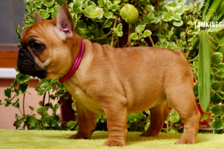 Red French Bulldog puppy Mara wears a pink collar, standing on a bright green fuzzy surface in front of lush green plants.