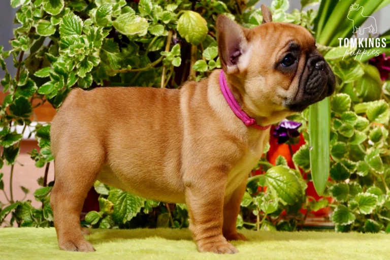 A red French Bulldog puppy named Mara stands in profile wearing a pink collar against lush green plants.