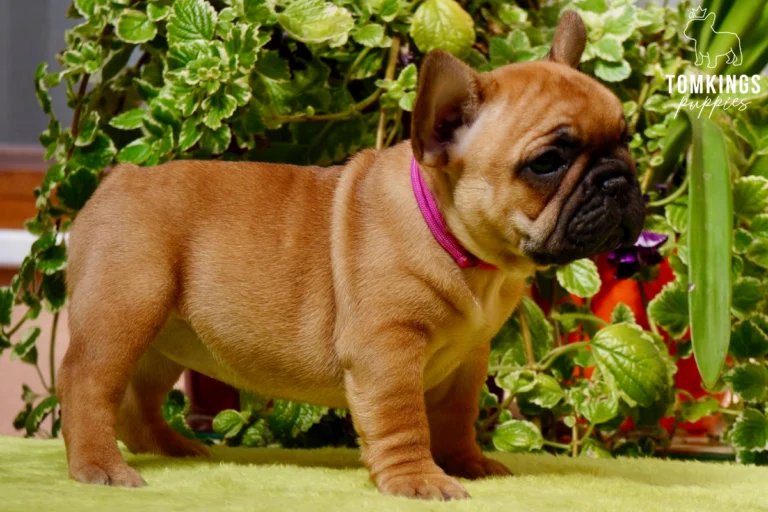A red French Bulldog puppy named Mara stands alertly, wearing a pink collar, in front of vibrant green foliage.