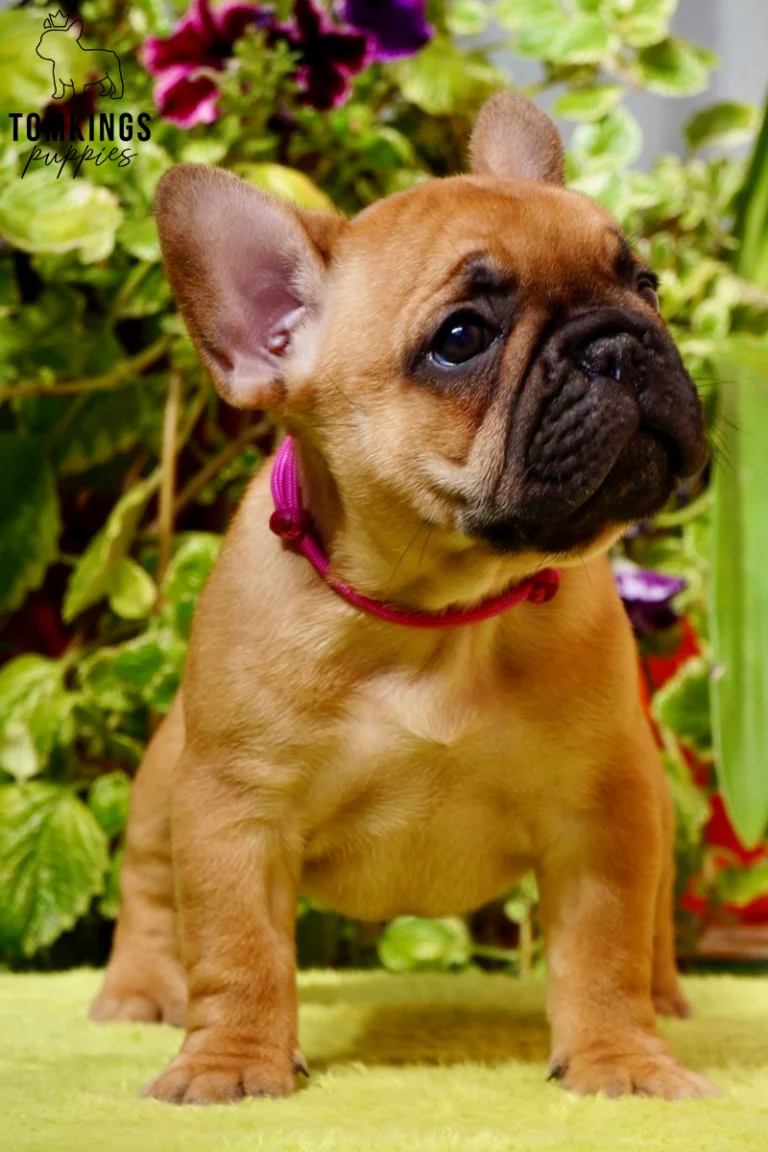 A cute red French Bulldog puppy, Mara, sits attentively on a light green fuzzy surface, wearing a vibrant pink collar, with lush plants behind her.
