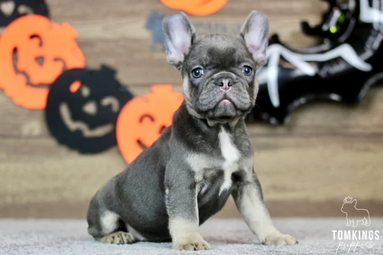 A blue and tan French Bulldog puppy named Margot sits looking forward on a gray rug, with Halloween decorations in the background.