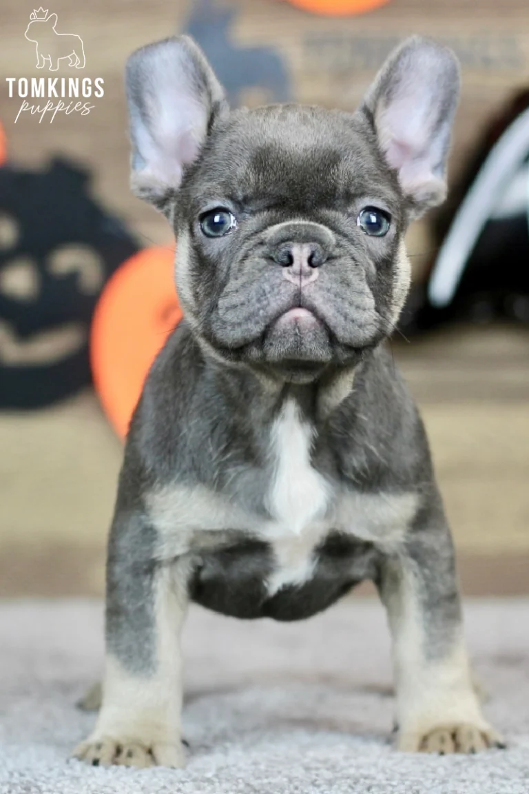 A blue and tan French Bulldog puppy named Margot sits alertly, facing the camera with a white chest patch visible.