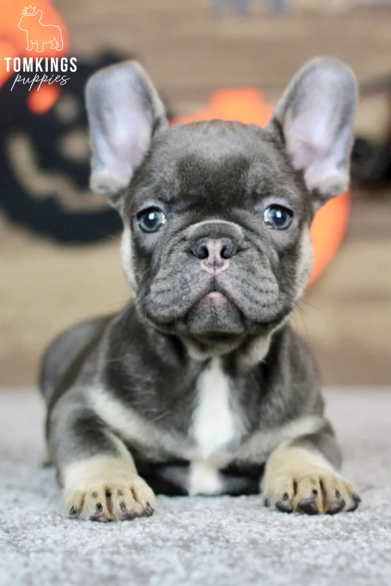 Margot, a blue and tan French Bulldog puppy, lies on a gray rug looking directly at the camera with an alert expression.